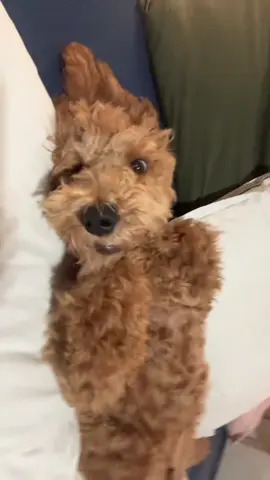 If you’re a goldendoodle police just keep scrolling… #goldendoodle 