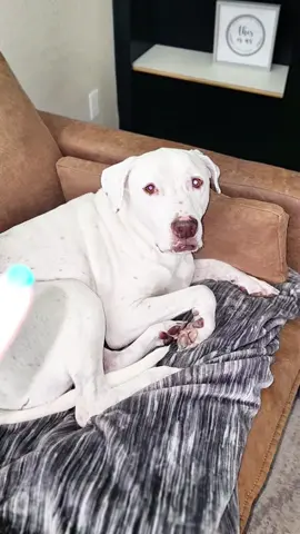 Goodbye dog hairm I like how easy this thing is to use but also clean. My kids can do it daily and you just rinse it to clean it. Poor! Goodbye hair! #doghair #dogs #cleaninghacks #hacks #cleaning 