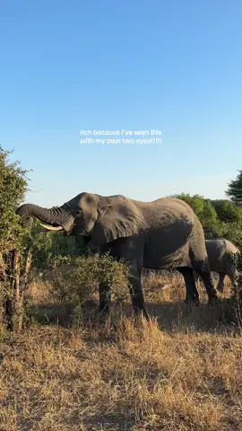 still dreaming about this trip🥹 #krugernationalpark #safari #africansafari #traveltheworld #malamalagamereserve #southafricatiktok #elephants #africa 