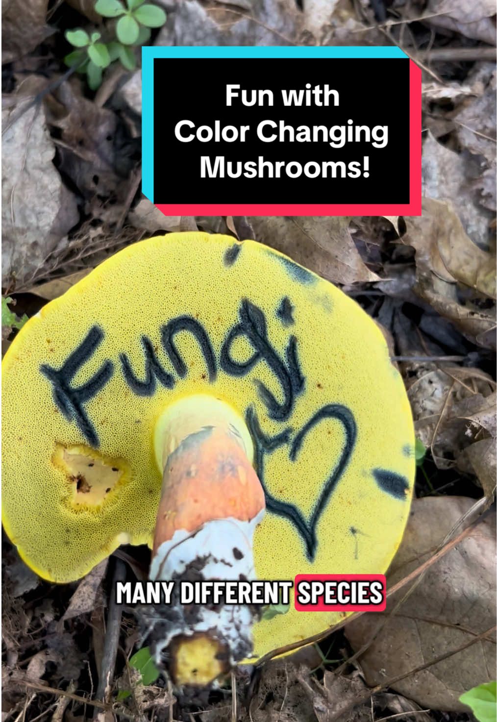 Nature Appreciation: Color Changing Fungi edition! 🍄‍🟫💙 Mushrooms can change to a variety of colors, ranging from red to black to green, but I tend to enjoy the bluing ones most and had more footage of those. 🥰 #LearnOnTikTok #nature #fungi 