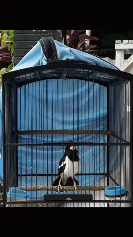 Masteran andalan 🔥#kicaumania #kicaumaniaindonesia #jalaksuren #burung #jalak 