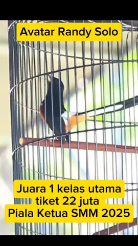 Murai batu Avatar Randy Solo, Juara 1 kelas utama tiket 22 juta, Piala Ketua SMM 2025. #muraibatu #juaratiketutama #muraibatujuara #pialaketuasmm2025 #pialaketuasmm