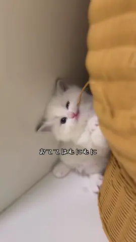 木更津　ラグドール生まれました #ラグドール  #ぷぅやんち #猫  #子猫 