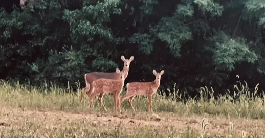 #deer #animal #brown #aesthetic #fyp 