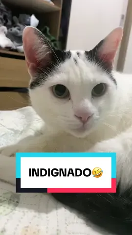 imitando o som dos lambidos do meu gato até ele se irritar 🤣#gatostiktok #gatinhosfofos #gatosengraçados #gatos #gatinhos 