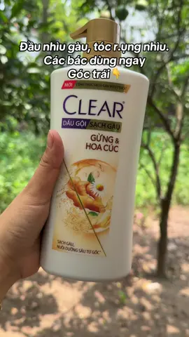 Dầu gội clear gừng và hoa cúc #daugoi #daugoiclear #clear #lananh171890 