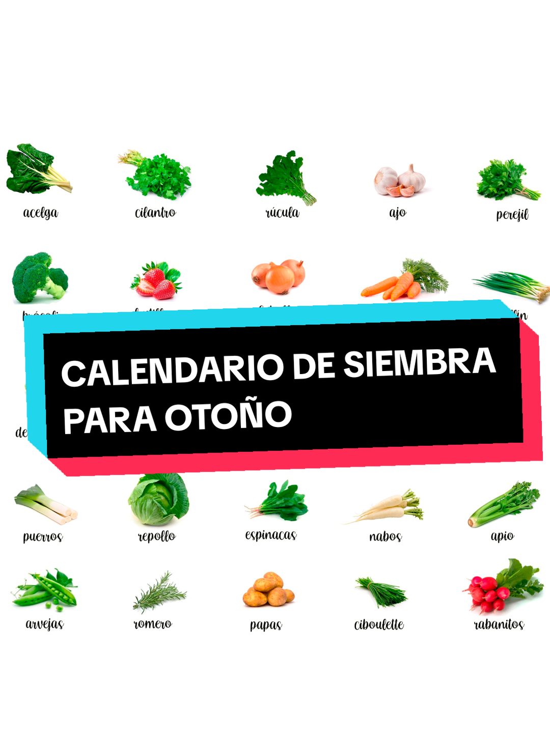 “Estas son las verduras y hortalizas perfectas para sembrar en otoño ¡Llená tu huerta de vida y sabor en esta temporada!” #creatorsearchinsights  #huerto  #eco #cultivoencasa  #huertoencasa 