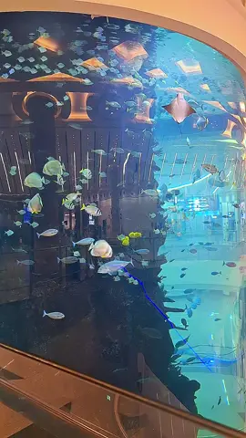 #airportsound #airportaquarium #جده_مطار_الملك_عبدالعزيز_الدولي🔥  #saudiarabia🇸🇦🇸🇦  #contentsearchinsights 