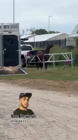 El caballo pasó fino 