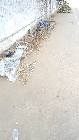 OUI J'AI RÉPONDU À L'APPEL !  J'ai répondu à l'appel de ma CONSCIENCE en marchant silencieusement et pacifiqueent sur le trottoir. Ce 30 Août 2025, j'ai répondu à l'appel de mes compatriotes, dignes et braves fils et filles togolais(es) qui aspirent au changement radical de ce régime qui ne fait que trop durer.  Aujourd'hui, le constat est clair. Le bilan est sans équivoque. Tous les voyants sont au rouge.  Monsieur Faure Essozimna GNASSINGBÉ avec ses gouvernements successifs ont échoué et sur tous les plans. Sa gouvernance est calamiteuse ou plutôt chaotique.  (...) Regardez l'aspect de la capitale. J'ai fait plus d'une dizaine de kilomètres en marchant de Hanoukopé à Adidogomé. Eh bien regardez vous-même et concluez.  Autrefois surnommée Lomé la belle, Lomé la coquette, regardez l'état de délabrement de notre capitale. Regardez les abords des grandes axes qui traversent la ville ( ne parlons même pas des voies périphériques) .  Alors voici une série de questions que je me pose - N'aimons-nous pas le beau, l'agréable, l'esthétique ?  - N'y a-t-il pas de paysagiste au Togo?  - N'existe t-il pas d'écologiste dans le pays?  - N'y a-t-il pas d'urbaniste non plus?  - À quoi nous sert donc toutes ces écoles, ses facultés qui forment des milliers d'étudiants chaque année?  Certains ne parleront de Civisme, de Citoyenneté, d'Ethique et de Morale. Eh bien qui est le garant de toutes ses valeurs de notre société ? À qui revient la première responsabilité d'éduquer, de former et de discipliner ses citoyens ?  Comme un adage populaire le dit, longtemps n'est pas éternel.  Je fais ma part. J'essaie d'apporter ma petite contribution.  Que chacun fasse la tienne pour voir notre nation se relever et briller dans un futur proche dans le concert des Nations.  Juste un citoyen qui aime profondément son pays. #FreeTogo🇹🇬🇹🇬🇹🇬  #monpaysvamal  #JusticePourTous  #Aamron  #fauregnassingbe  @Aamron officiel  @ZAGA BAMBO 2025 @𝑻𝑶𝑮𝑩𝑬́𝑽𝑰 𝑲𝑷𝑬́𝑺𝑺𝑬́ @ROMÉOMOKONZY @DON PICASSO @Prince greg @FleurLynn 