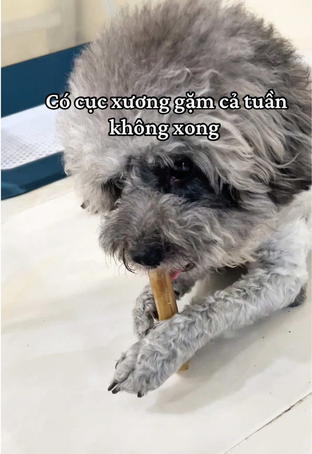 XƯƠNG DA BÒ CHO CHÓ GẶM SẠCH GIẢM STRESS #xuongdabochothucung #xuonggamchocho #chomeo #phukienthucung #taphoacuatit 