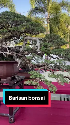 Bonsai berkelas  #pamnaspati #pamnas #bonsai