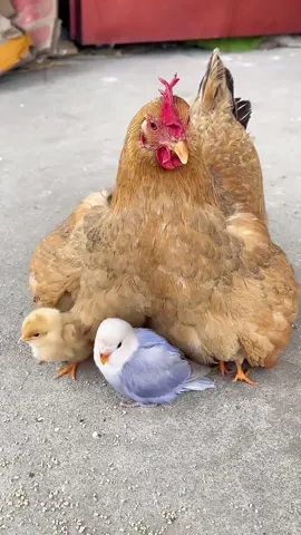 “Why do baby chicks crawl into you mouth?” #fyp  #animals #popular #usa #chicken 
