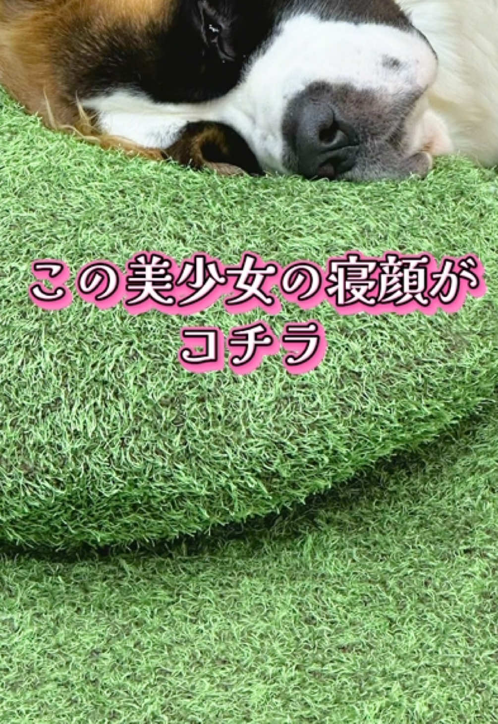 【ギャップ萌え】 どんな姿も愛おしい存在 来世はワンちゃんになりたい店長です🤣 本日9月1日予約無しでこんな愛おしい子に抱きつけます💕 お待ちしてます〜☺️