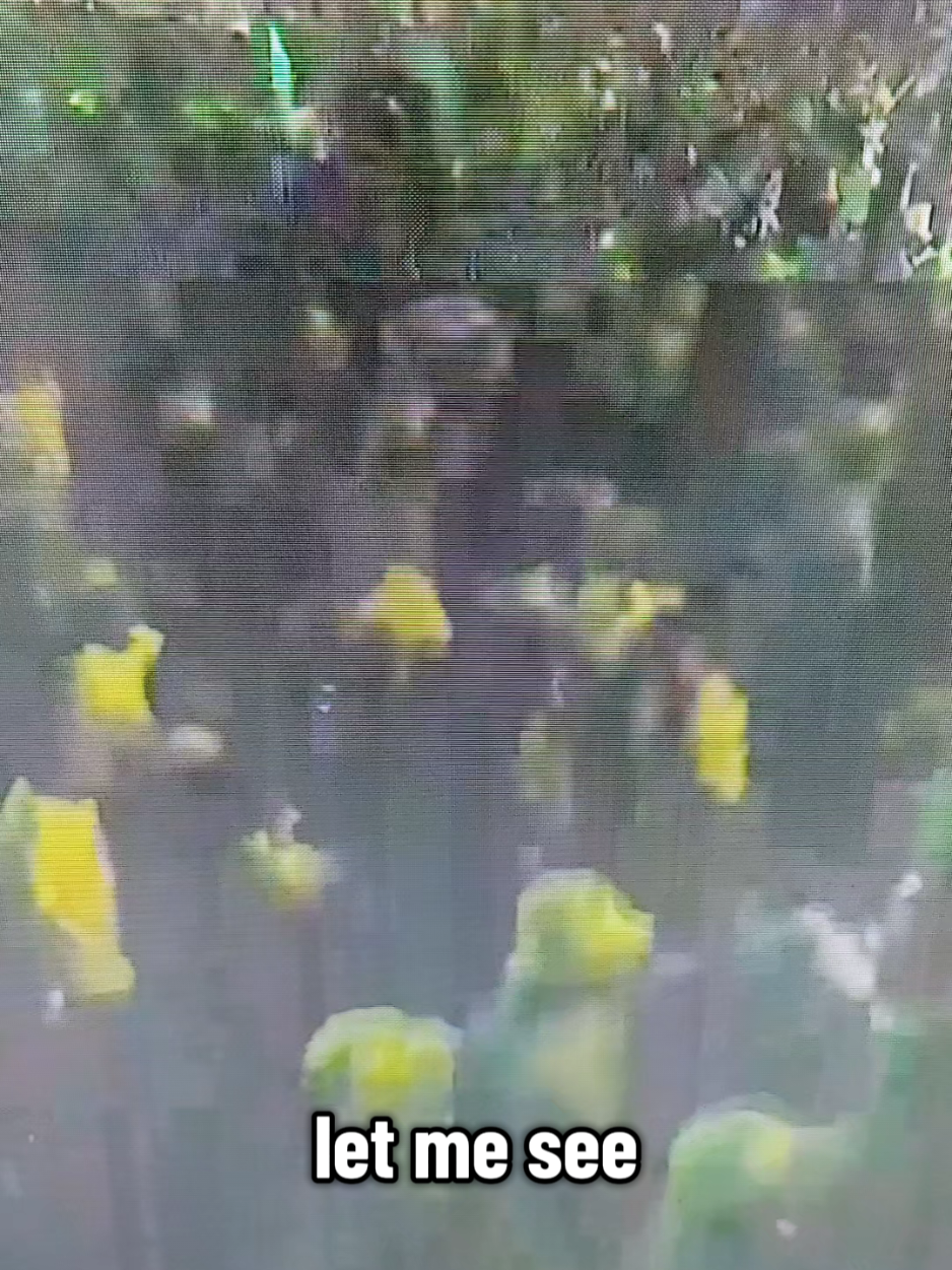 #JLP mass rally in Spanish Town #