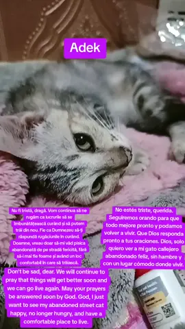 Jangan sedih nak kita akan terus berdoa  agar kondisi cepat pulih dan kita bisa live lagi Semoga doa kalian segera diijabah tuhan Tuhan aku hanya ingin melihat kucing jalanan terlantarku bahagia tanpa merasakan lagi kelaparan dan mempunyai tempat yang nyaman #fyp #viralvideo #viral 