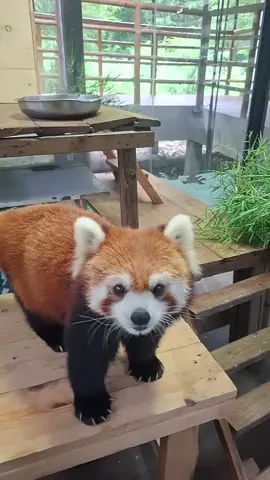 ฝึกกันไปฮานะ🥰🥰#ลุงฟูZookeeper #แพนด้าแดง #สวนสัตว์เปิดเขาเขียว #สวนสัตว์tiktok 