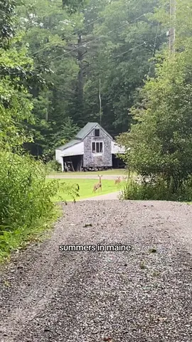 this was a brutal summer for me, yet still had beautiful moments 💔 #maine #deer #blacklab #bucksport #endofsummer 