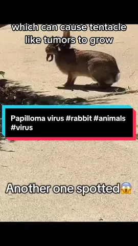 Papilloma virus #rabbit #animals #virus 