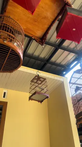 kicau burung pagi hari #promomakangajian #kicaumaniaindonesia #kicaumania #jogjakicau #kicaumanianusantara #fyp #fyp #kicau_mania_klaten #opiorjambul #jongkangan #kerakbasi 