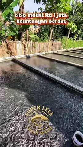🔥 “Setiap hari ada orang baru yang berani melangkah. Dengan Rp 1 juta saja, mereka kunci peluang Rp 12 juta bersih hanya dalam 1 bulan. Bayangkan perasaanmu ketika melihat mereka panen hasil sementara kamu hanya bisa berkata: ‘Seandainya aku join kemarin…’. Tapi sayangnya, kesempatan tidak akan menunggu orang yang ragu. Sekali terlewat, kamu hanya tinggal penyesalan.” 🔥 🐟 Lewat kemitraan SUPER LELE INDO MAJU, semua sudah disiapkan: ✅ Modal kecil Rp 1.000.000 → Potensi Rp 12.000.000 dalam 1 kontrak 1 bulan. ✅ Semua diurus tim profesional, dari pakan hingga perawatan. ✅ Laporan transparan, jelas, dan aman. ✅ Kamu cukup jadi investor, biarkan kami yang bekerja. ⚡ Ingat: sukses selalu berpihak pada mereka yang berani bergerak cepat. Yang menunda, hanya bisa menyaksikan orang lain lebih dulu menikmati hasil besar. 🚀 Bergabunglah sekarang dengan SUPER LELE INDO MAJU. Jangan biarkan 30 hari ke depan kamu hanya bisa menyesali kesempatan emas yang sudah direbut orang lain. #SuperLeleIndoMaju #KemitraanLele #TitipTernak #InvestasiLele #ModalKecilUntungBesar #PeluangUsaha #UsahaModalKecil #BisnisEraDigital #InvestasiCerdas #KemitraanModern #LeleNusantara #UsahaTanpaRibet #BisnisTransparan #InvestasiAman #PeluangInvestasi #BisnisMilenial #Bisnis2025 #FYPIndonesia #FYPbisnis #fypシ #videobisnis #UsahaSampingan #cuanharian#fypage #foryoupage #foryou#fyp 