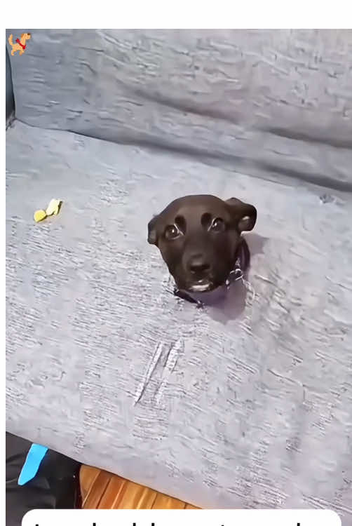 Puppy things the disguise is flawless 😂😂😂#haha #funny #funnytiktok #dog #funnydog #dogsoftiktok #drama #omg #funnyvideo #funnymoment #fyp #fypシ #foryou #foryourpage #usa 