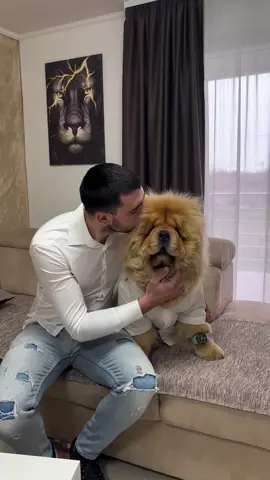 #pet #puppy #chowchowlovers #chowchowforsale #chowchowpuppy 