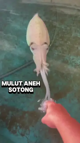 Fakta unik sotong yang jarang diketahui