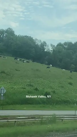 #newyork #upstateny #cows 