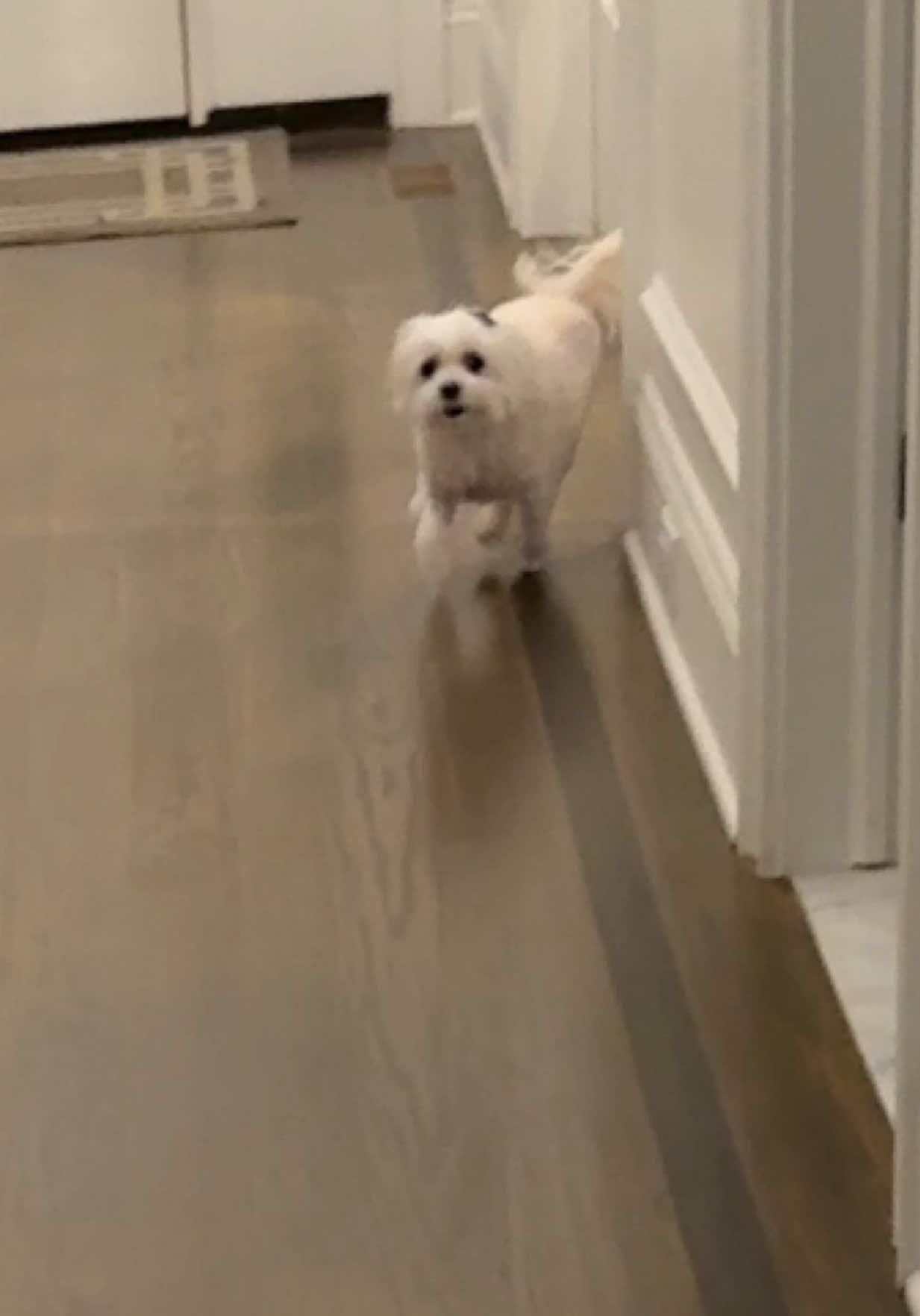 Greenie Time for Daisy! Sunday Sing Along! #thegreeniesong #greenies #daisydog#fyp #viral
