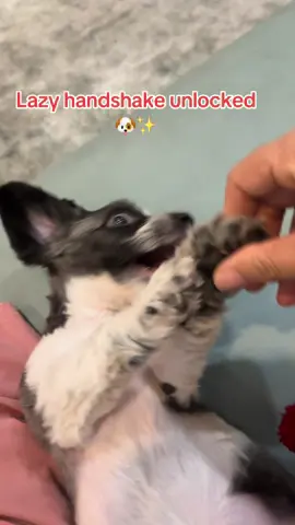Lazy handshake unlocked 🐶✨ #dogsoftiktok 