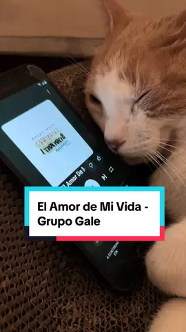 El Amor de Mi Vida - Grupo Galé 🎶#paratii #fyp #grupogale #elamordemivida #salsa #salsaromantica #salsabaul #salsaparadedicar #salsaparaestados #salsalovers #salsamusica #salsamusic 