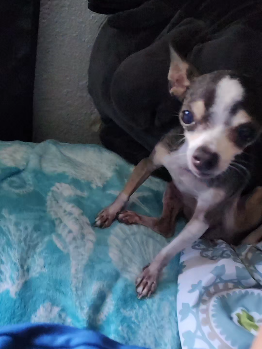 #viral #fyp #chihuahuas 