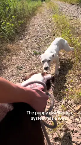 Welcome Ellie! 🩷#dogdistributionsystem #rescuedog 
