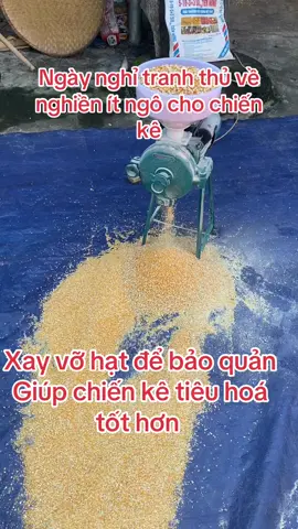 Mày xay ngô mini tiện cho gia đình chăn nuôi #mayxayngo #nghienngontinh💞 #minhkhoi 