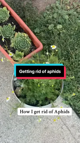 Call them spiri….I MEAN aphids on outta there