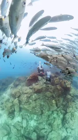 #scubadiving #buceo #piratasdivers #raidlatam #panama #ecoturismo #scuba #scuba #naturaleza #scubamexico #mexico🇲🇽 #tiburon #coiba 