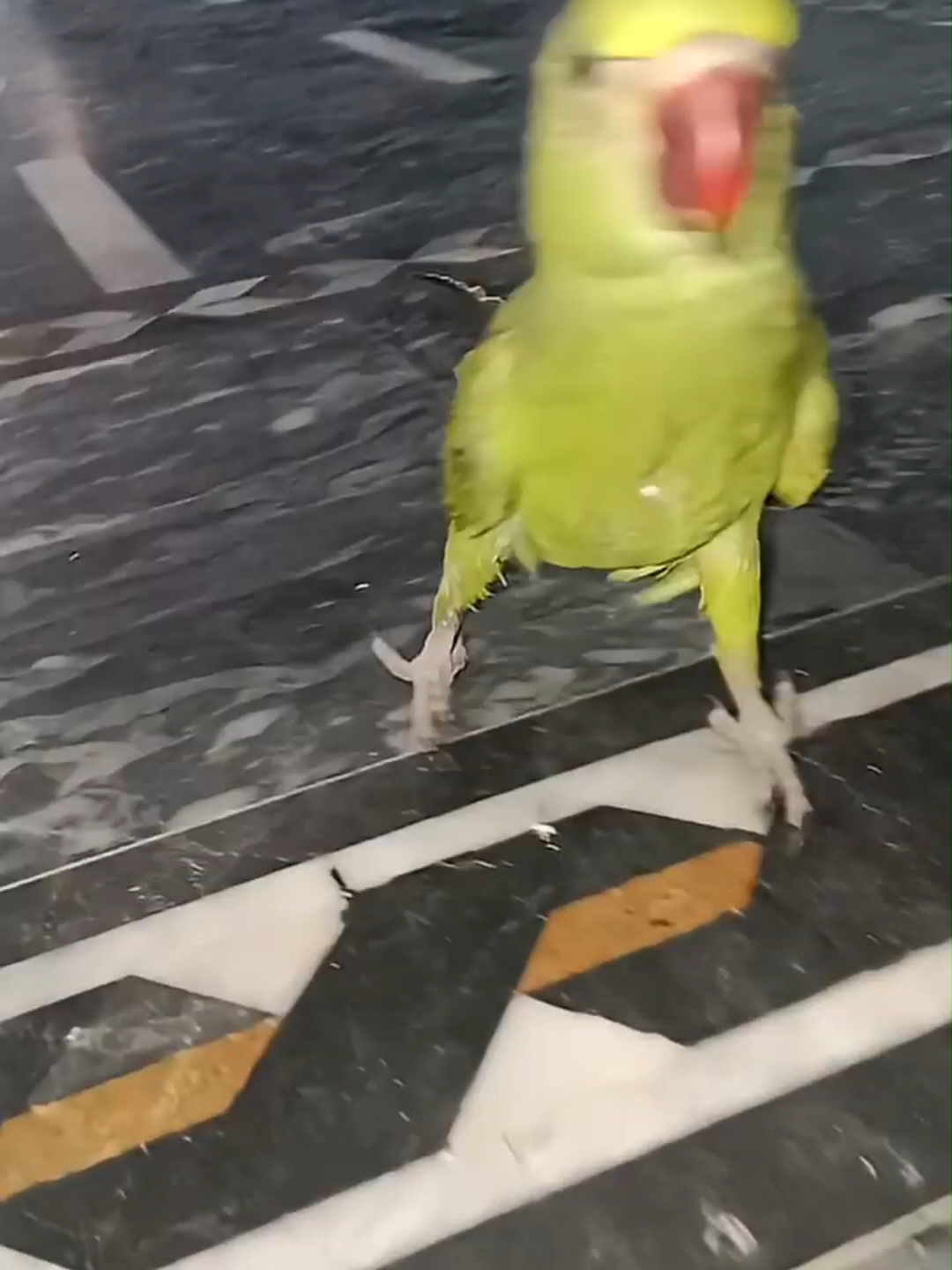 Little Parrot is walking peacefully #parrot #bird #talking #talk #talkingtree #talkingparot #mithukibatain #petbird #cutebaby #FunnyParrot #TalkingParrot #ParrotTok #PetTok #ViralAnimals #CuteBirds #FYP #ViralVide #viral #funn #pets