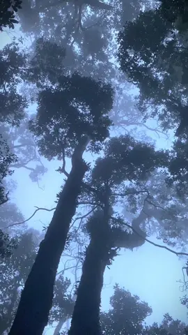 Vibes paling suka🍃#gunungkemulan #gunungkamulyan#pendakigunung#vibeskabut 