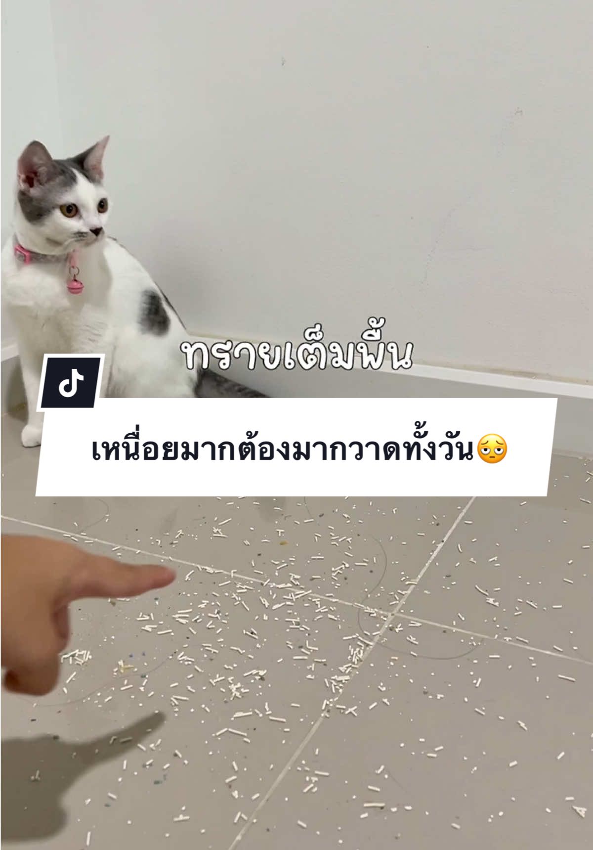แผ่นนี้ช่วยได้เยอะจริง อยากให้มีนะ ไม่ต้องมาคอยเก็บกวาดทั้งวัน ยกแล้วเททิ้งจบเลย👍🏻💗 #ชิเอลชิมอน #ของใช้แมว #แผ่นดักทรายแมว #ที่ดักทรายแมว #ทรายแมว 
