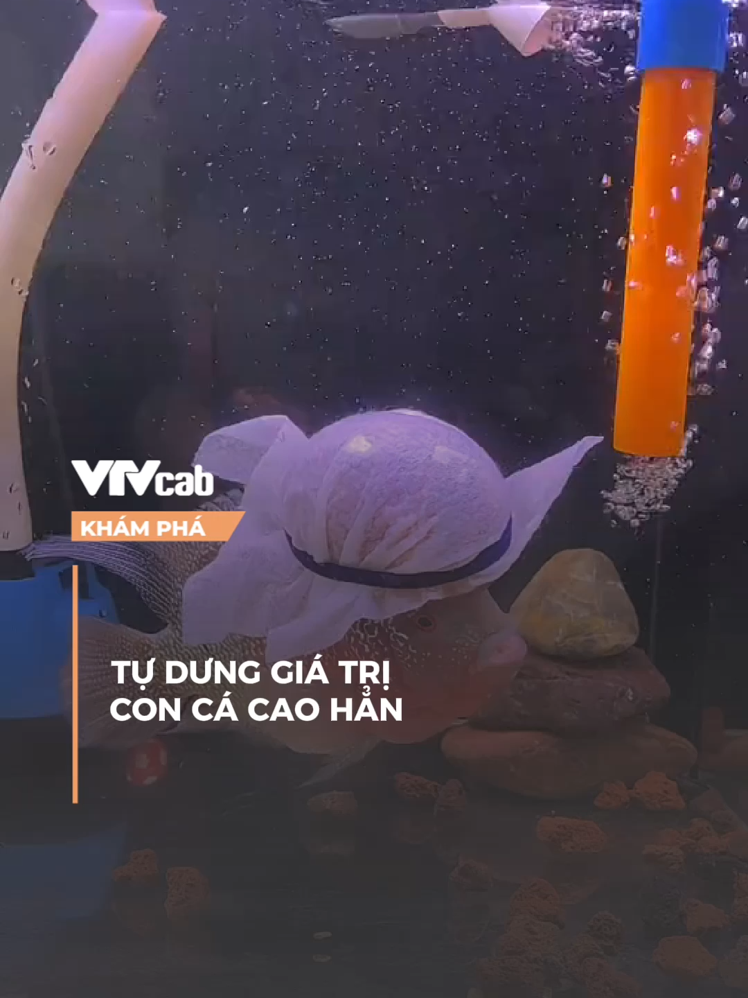 cá from DUBAI #vtvcab #khampha #vtvcabkhampha #online #nvh