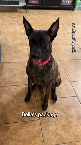 That’s one tasty package #bellamail #bellapackage #belladog #malinoismastiff 