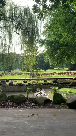 wisata kuliner surken berkedok jogging #Running #morningrun #kebunrayabogor #suryakencana #pelarikonten 