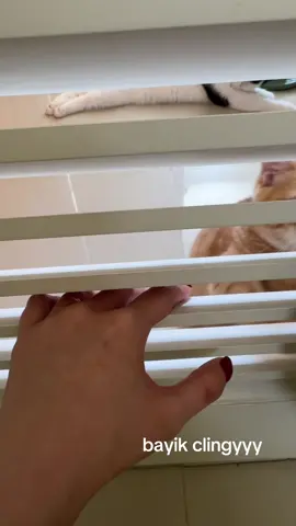 jd inget wkt dia bayiiii, slalu hrs liat mamanyaaa klo ga nangess wkwkwkw #fyp #trendingtiktok #catlovers #cattok #fypシ #catsoftiktok #kucingtiktoklucu #kucingtiktokfyp #bshkitten #kucingtiktok #cattokers #kucingviral #dailydose #munchkincat #munchkincat 