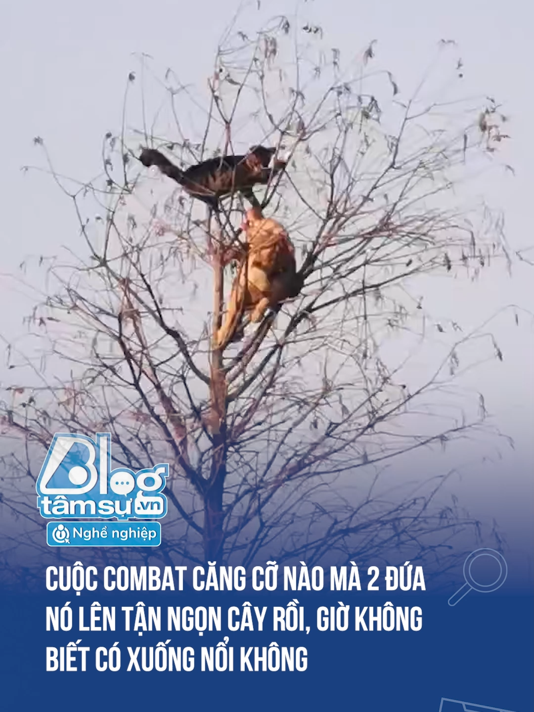 Rồi giờ xuống sao bây 🤣🤣🤣 #btsmedia #blogtamsu #funfact #xuhuong #haihuoc #viral #discover #troll #meo #cho