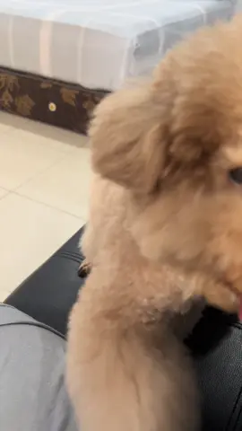 Mami dari dulu berhitung ini cuma 1-5 aja ya mak🤣🤣