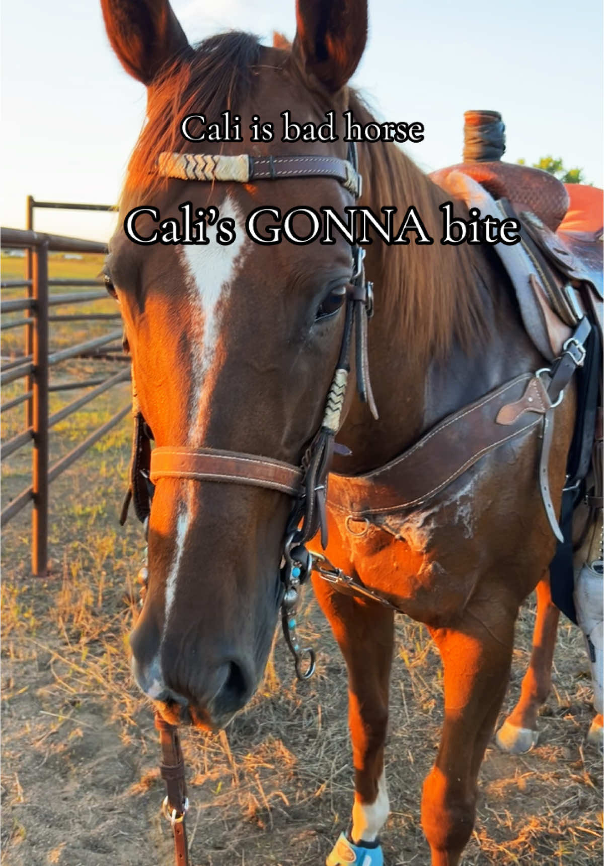 Some day she will make some really good glue😂 #badhorsey #ottb #redhorse #ropehorse #fafo 