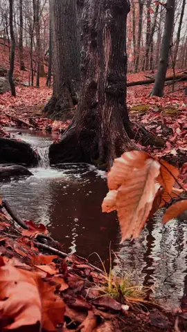 Like A fairytale 🍂 #fypage #fyp #fypシ #autumn #fall 