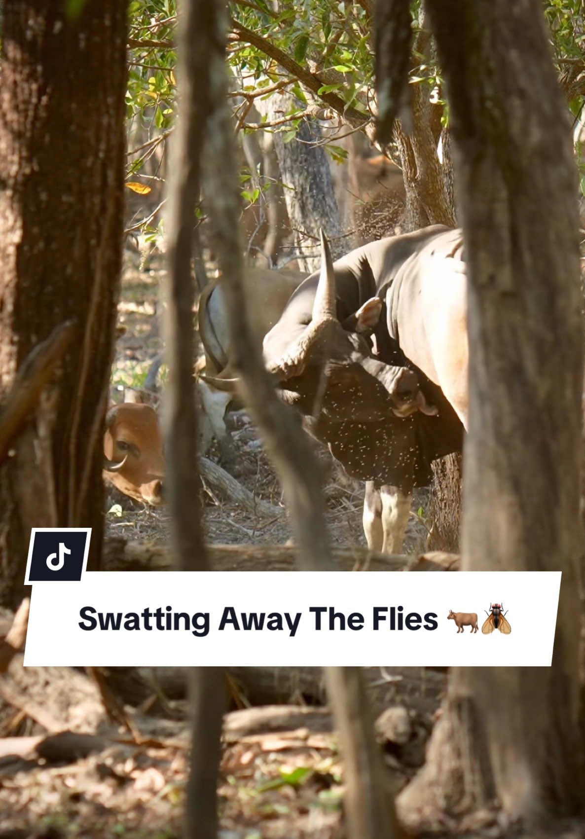 #banteng #bull #animals #nature #wildlife 