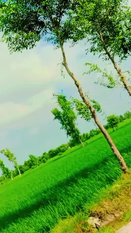 #sanibhai #foryou #100kviews #tiktokviralvideo #ہزارےوالے🔥❤️❤️ 